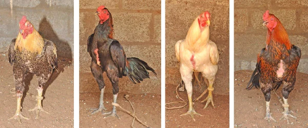நீங்கள் கேட்டவை: ‘‘முருங்கையில் கம்பளிப் புழு... தீர்வு என்ன?’’