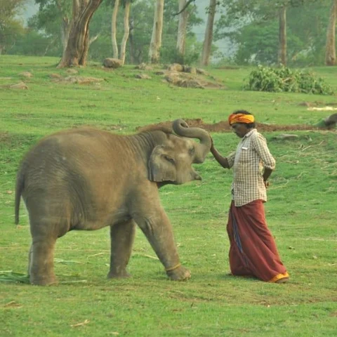 தெப்பக்காடு யானைகள் முகாம் துவங்குவதில் தாமதம் - வனத்துறை அமைச்சர் காரணமா?