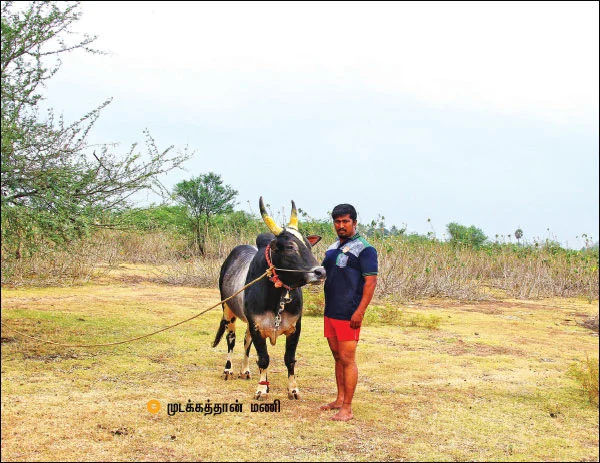 பொங்கல் சிறப்பிதழ்: 5 நிமிட வாசிப்பில் ஆனந்த விகடனின் 11 அசத்தல்கள்!
