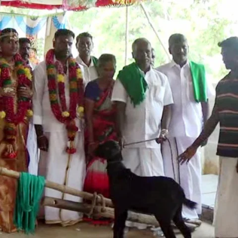 ஏர் கலப்பையை சாட்சியாகவைத்து நடந்த திருமணம்! நெகிழவைத்த மணமக்களின் பேச்சு