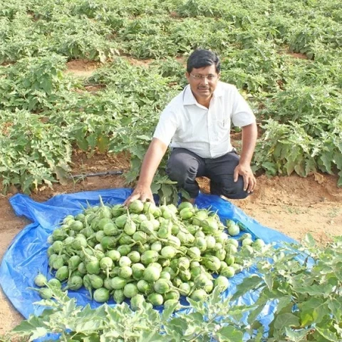 ₹ 2.8 lakhs from 75 cents in 8 months... Organically thriving brinjal!