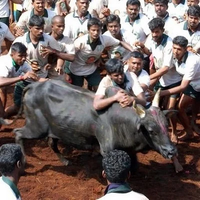 உச்சநீதிமன்ற தடையை மீறி அமைச்சர் ஊரில் நடந்த ஜல்லிக்கட்டு!
