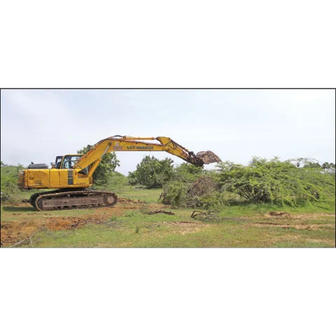 சீமைக் கருவேலமரம்... அத்தனை ஆபத்தானதா?