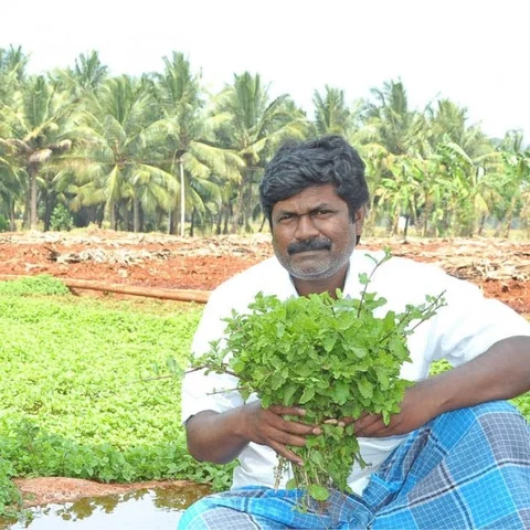 50 days… 25 cents… Rs.20,000... Amazing returns from Pudhina Keerai!