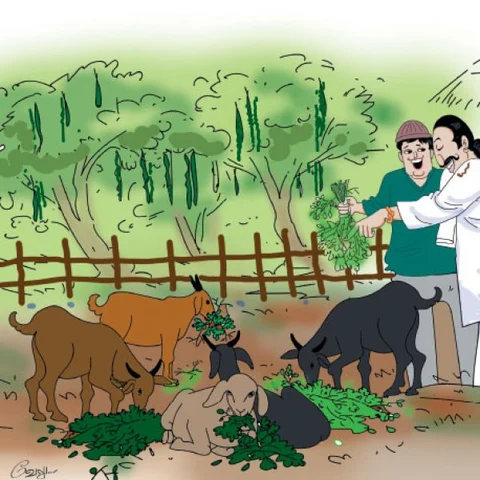 ‘சர்தார்’ கொய்யாவும் ‘ஆர்கானிக்’ ஆடுகளுக்கு மவுசும்!