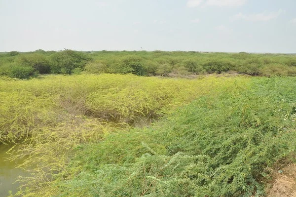 விவசாயத்தை கருவறுக்கிறதா கருவேல மரங்கள்? - ஒரு அலசல் ரிப்போர்ட் #WhereIsMyGreenWorld