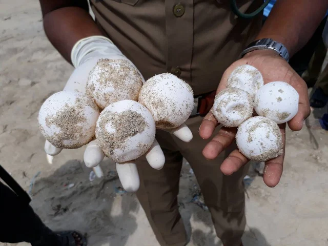 தனுஷ்கோடி கடற்கரையில் கண்டெடுக்கப்பட்ட அரியவகை ஆமை முட்டைகள்!