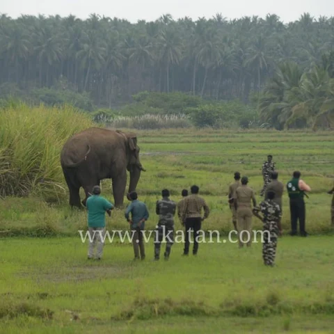பலாப்பழம் காட்டி அழைத்த ஊழியர்கள்... சிக்கிக்கொண்ட சின்னத்தம்பி