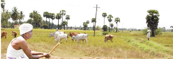 மாடு மேய்க்கப் போவோமா?