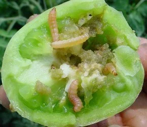 மரபணு மாற்று விதைகளும்... மாய்மால விஞ்ஞானிகளும்!