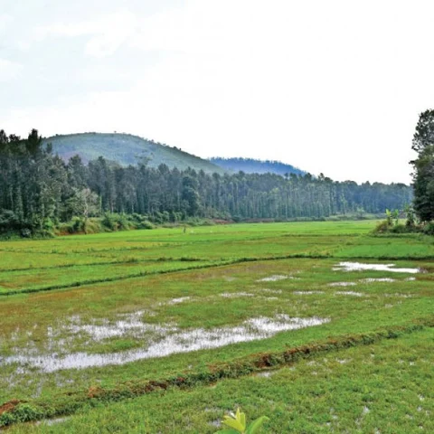 கொல்லிமலையில் சிறுதானியங்கள்... பாரம்பர்யம் மாறாத பயிர்ச் சாகுபடி!