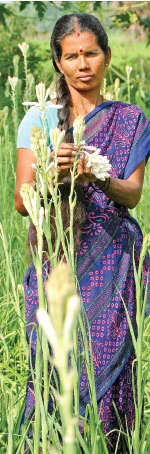 சத்தான வருமானம் கொடுக்கும் சம்பங்கி!