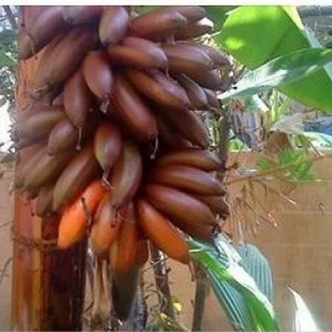 முருங்கைக்கீரை, ஆலம்பழம், எண்ணெய்க்குளியல்... இல்லறம் சிறக்க உதவும் எளிய வழிமுறைகள்!