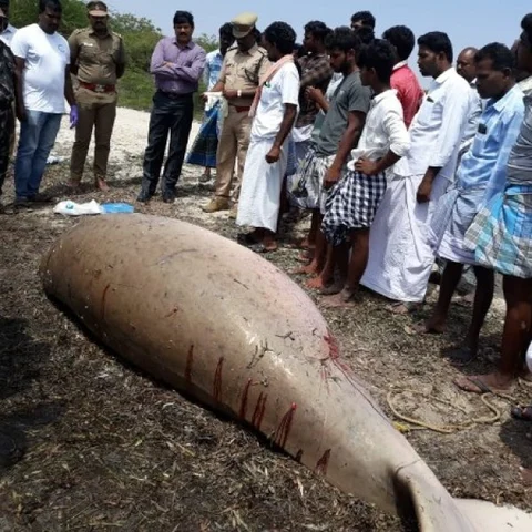 மீனவர் வலையில் சிக்கிய கடற்பசுகள்! - கர்ப்பிணி கடற்பசு உயிரிழந்த பரிதாபம்