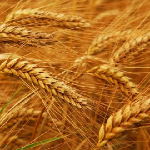 The versatility of wheat is unlimited – to say the least!