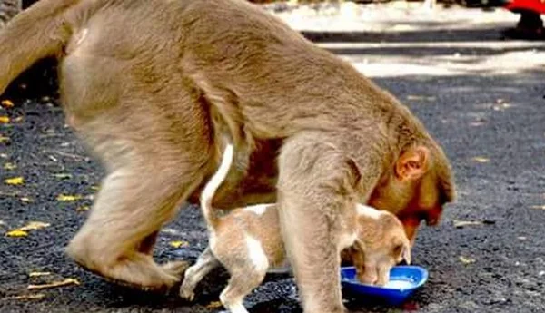 பரம விரோதியிடம் காட்டிய பாசம் : நாய்குட்டி மீட்கப்பட்டதால் சோகத்தில் குரங்கு!