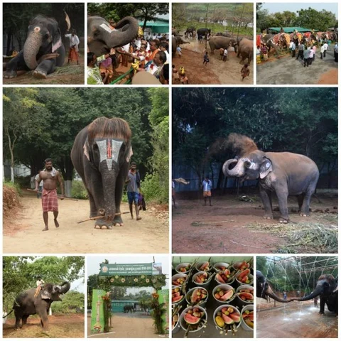 கோவையில் தொடங்கியது யானைகள் நலவாழ்வு முகாம்!