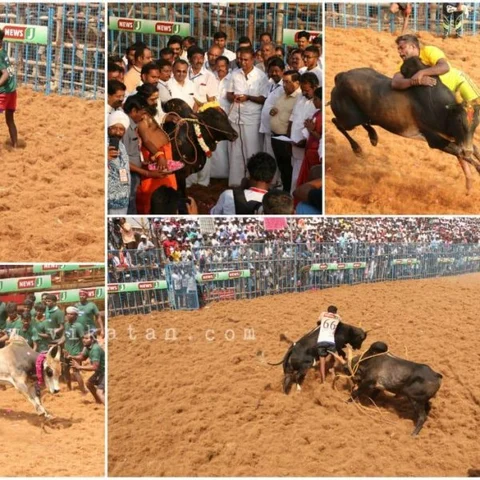 `13 காளைகள்… 2 வீட்டுமனைகள்…1 கார்!' - கோவை ஜல்லிக்கட்டில் கெத்து காட்டிய மதுரை