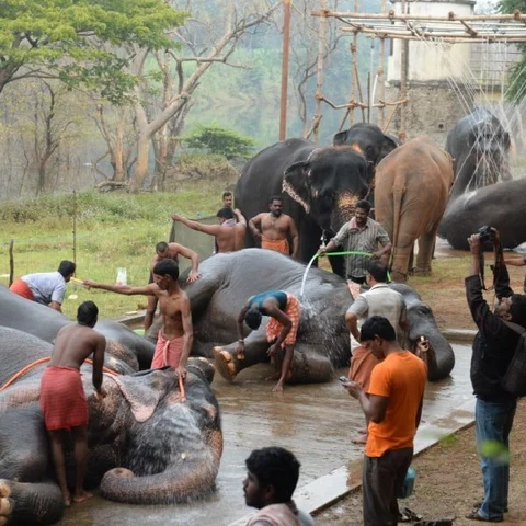 தினமும் இருவேளை குளியல், 5 கி.மீ.வாக்கிங்... யானைகள் நலவாழ்வு முகாமில் ஒருநாள்! #SpotVisit