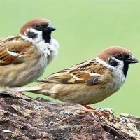 சிட்டுக்குருவியின் கீச்... கீச்... சத்தத்தை கேட்பதே இனிமை!