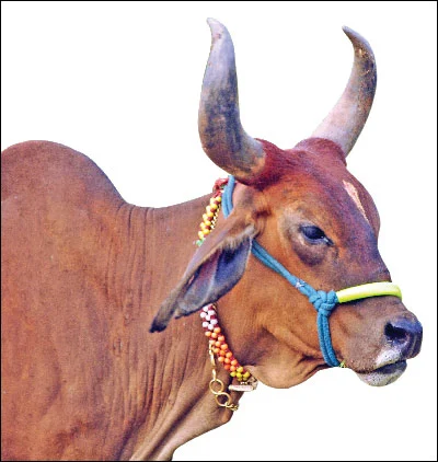 லாபமும் சூழலும்: 6 நிமிட வாசிப்பில் பசுமை விகடன் 8 பகுதிகள்!
