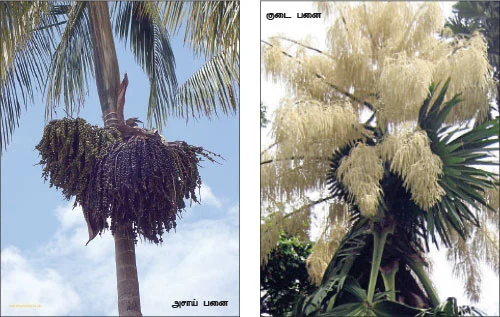 மாயா டீச்சரின் மந்திரக் கம்பளம்