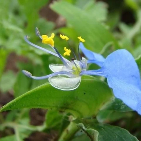 Kana Vaazhai plant (Calf grass) helps in virile family life