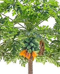 ஆன்டிபயாடிக் ஆபத்துக்கு அணைபோடும் பப்பாளி!