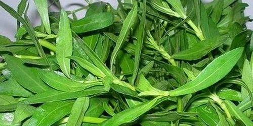 உங்கள் வீட்டில் இருக்கா 15 மூலிகைகள்?