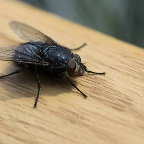 ஈக்களால் பரவும் நோய்கள்... தப்பிப்பது எப்படி? #HouseFlyAlert