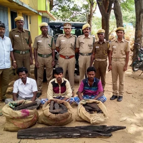 வனத்திற்குள் கருங்காலி மரத்தை வெட்டிய மூவர் கைது.!
