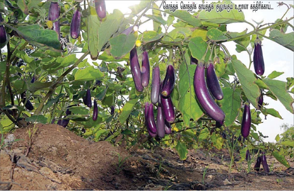 உன்னத வருமானத்துக்கு ‘உஜாலா’...
