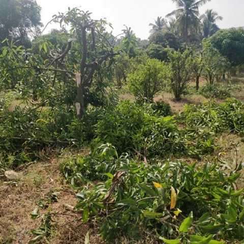 ‘குடியாத்தத்தில் காட்டு யானைகளால் பயிர்கள் சேதம்’ - விவசாயிகள் வேதனை