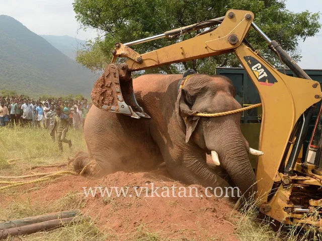 `மிருகங்களின் இடத்தை ஆக்கிரமிப்பது பேராசையின் உச்சகட்டம்!’ - சின்னத்தம்பி விவகாரத்தில் கமல்