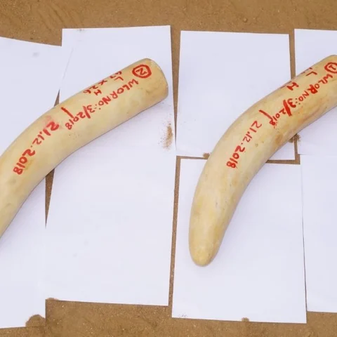 ஸ்ரீவில்லிப்புத்தூர் அருகே ஒரு கோடி ரூபாய் மதிப்பிலான யானை தந்தங்கள் விற்க முயற்சி! - 7 பேர் கைது