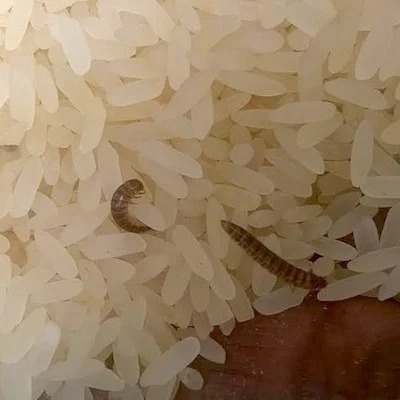 உணவுக்காக தவிக்கும் கடலூர் மக்களுக்கு 'புழு' அரிசியா கொடுப்பது?