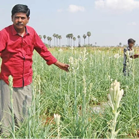Rich returns from Champanki... Monthly Rs.53000 profit from 1.25 acre!