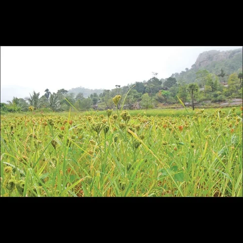 நுண்ணுயிர்களைப் பெருக்கும் வித்தை!
