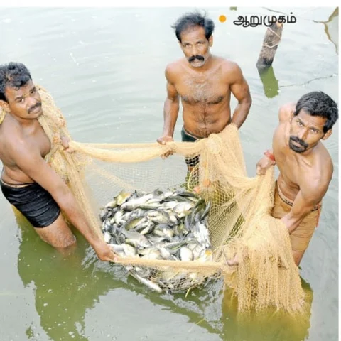 Awesome income of ₹ 3,50,00 per year from composite fish farming..!