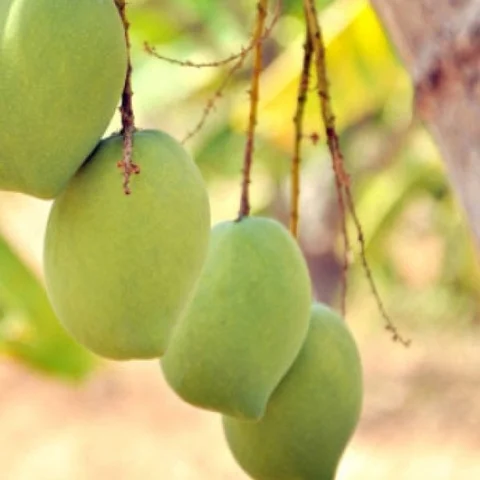 Yield enhancing wonderful techniques for Imam pasand mangoes..!