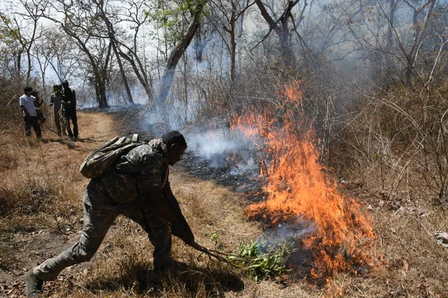 `வனவிலங்குகளுக்குப் பாதிப்பில்லை; 95 ஹெக்டேர் வனப்பகுதி நாசம்!’ - முதுமலை காட்டுத் தீ குறித்து வனத்துறை