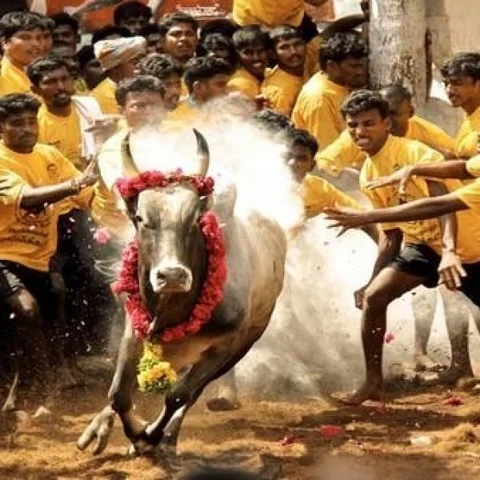 அவனியாபுரம் ஜல்லிக்கட்டு கமிட்டியை நாங்களே நியமிப்போம்! - உயர் நீதிமன்றம் அதிரடி