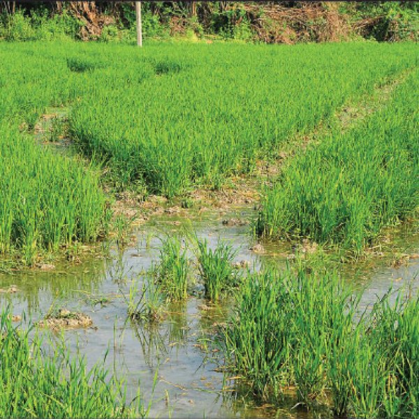 Paddy Field