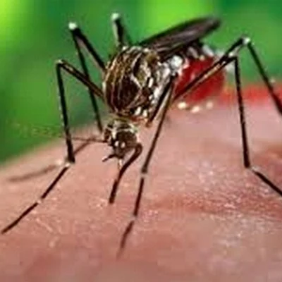 நாடு முழுக்க 40 ஆயிரம் பேர் டெங்கு, சிக்குன் குனியாவால் பாதிப்பு!