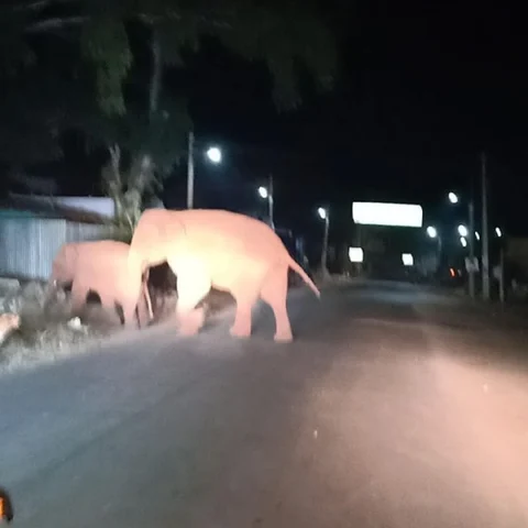 கோவை சின்னத்தம்பி யானையை தேடிச் சுற்றும் தாய், குட்டி யானைகள்!
