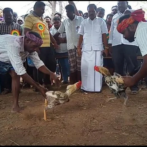 "நான்கு வருஷம் கழிச்சு சேவல் சண்டைக்கு அனுமதி கிடைச்சுருக்கு!" - கரூரில் களைக்கட்டிய சேவல் சண்டை