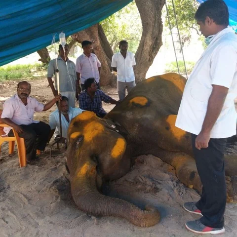 காசநோய் முதல் கருணைக்கொலை வரை... யானை ராஜேஸ்வரிக்கு நடந்தது என்ன?