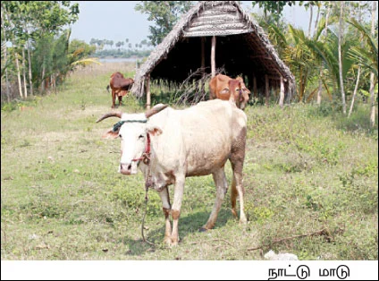 மனைக்காக வாங்கிய நிலத்தில்... மனம் குளிரும் விவசாயம்..!