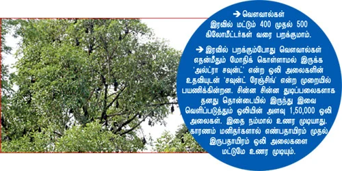 ’’வெளவால்கள் சத்தத்தில்தான் விடியல்!’’