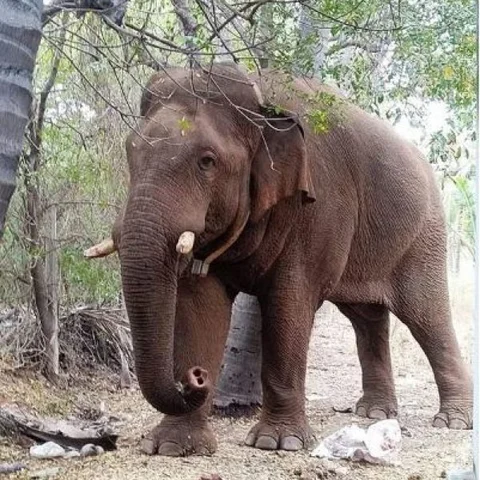 தண்ணீரை தேடி அலையும் சின்னத்தம்பி யானை...!